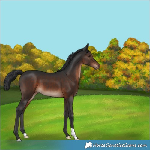 Horse Color:Brown Mushroom 