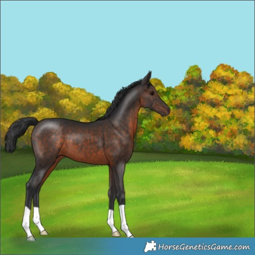 Horse Color:Brown 