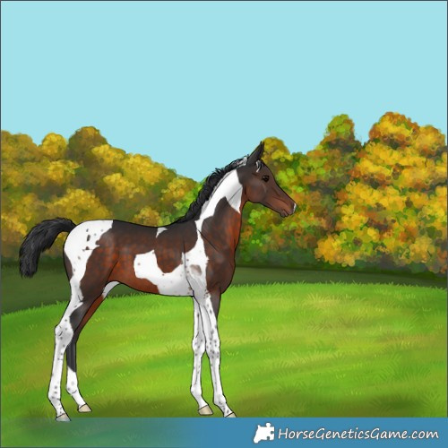 Horse Color:Brown Tobiano 