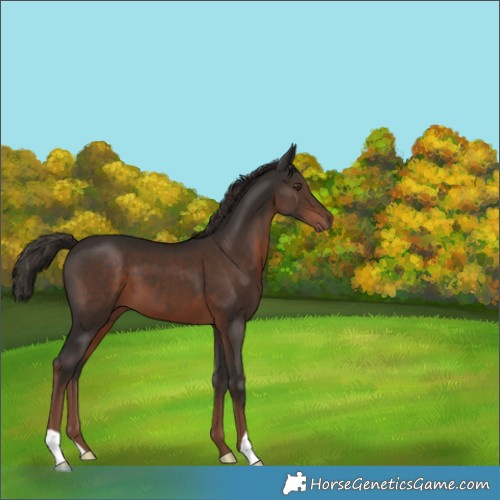 Horse Color:Liver Chestnut 