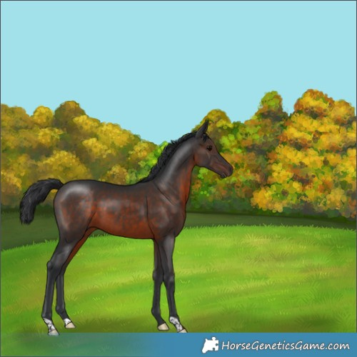 Horse Color:Brown 
