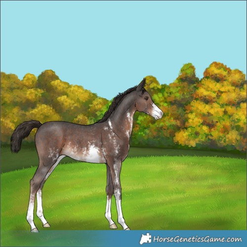 Horse Color:Liver Chestnut Sabino 