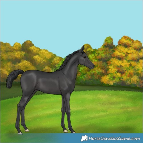 Horse Color:Black Mushroom 