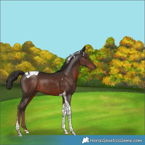 Horse Color:Liver Chestnut Tobiano 