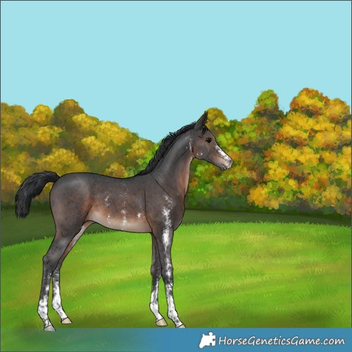 Horse Color:Brown Sabino 