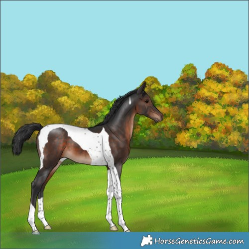Horse Color:Brown Tobiano