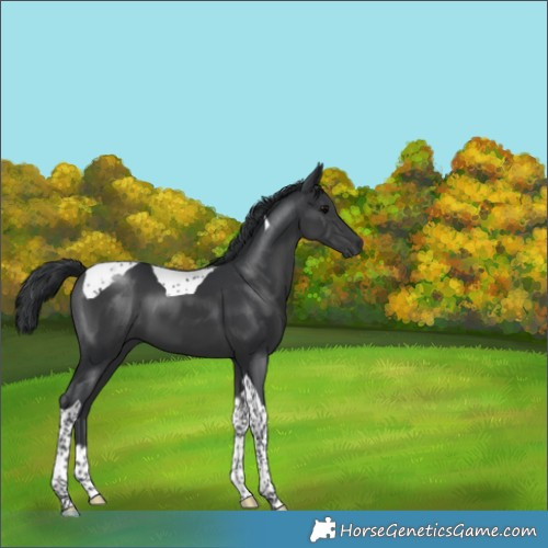 Horse Color:Black Tobiano 