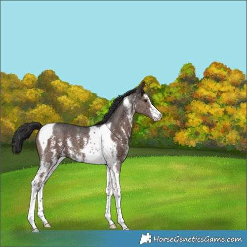 Horse Color:Liver Chestnut Sabino Tobiano 