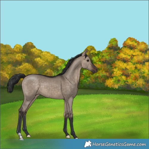 Horse Color:Brown Dun 