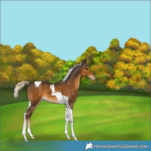Horse Color:Chocolate Palomino Tobiano Appaloosa 