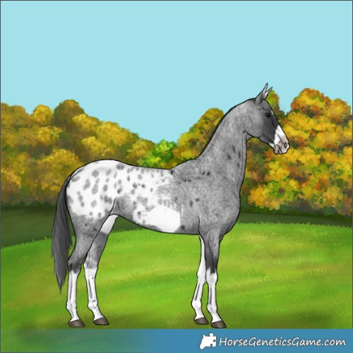 Horse Color:White Spotted Blue Roan Splash Frame Appaloosa 