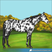 Horse Color:Black Appaloosa