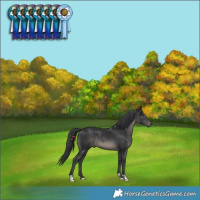 Horse Color:Black Rabicano 