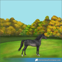 Horse Color:Black Rabicano 
