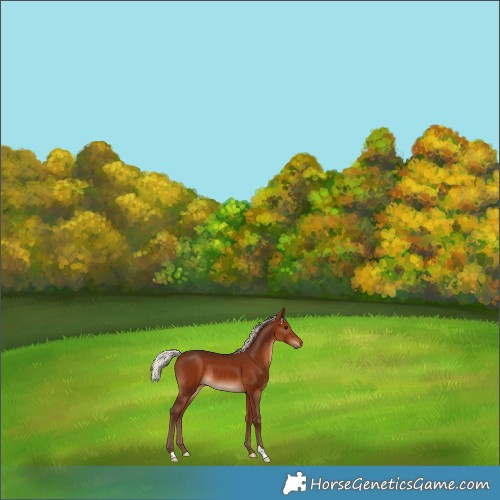 Horse Color:Silver Bay Rabicano 