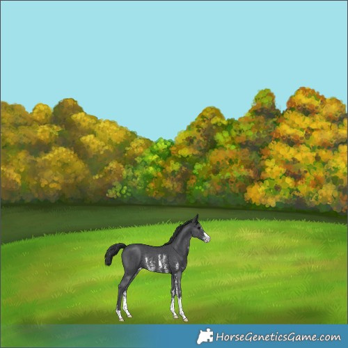 Horse Color:Black Sabino Rabicano 