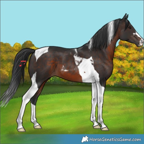 Horse Color:Brown Tobiano 
