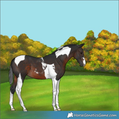 Horse Color:Brown Tobiano