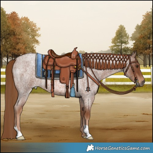 Horse Color:Red Roan 