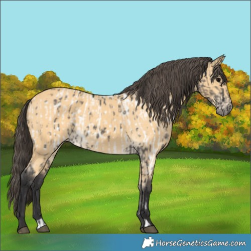 Horse Color:Grullo Appaloosa  and Buckskin 