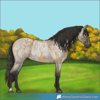 Horse Color:Buckskin  and Smoky Grullo Roan 