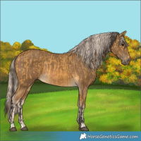 Horse Color:Buckskin  and Chocolate Palomino 