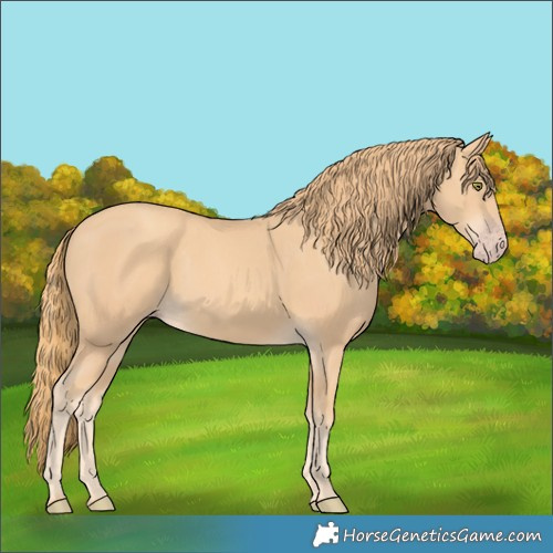 Horse Color:Gold Champagne Rabicano 