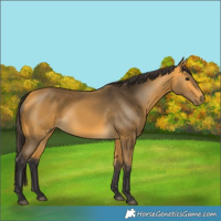 Horse Color:Buckskin 