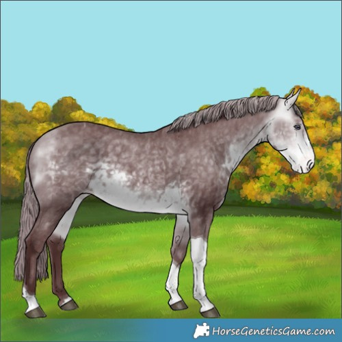 Horse Color:Chocolate Buckskin Chinchilla Tobiano Appaloosa 