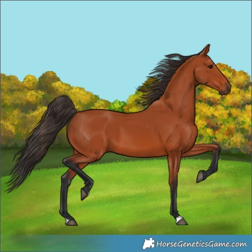 Horse Color:Bay 