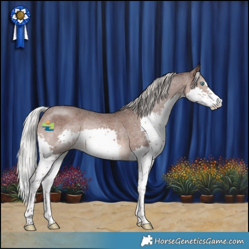 Horse Color:Silver Brown Splash Appaloosa Rabicano 