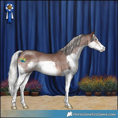 Horse Color:Silver Brown Splash Appaloosa Rabicano 