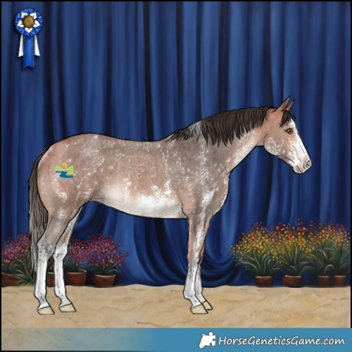 Horse Color:Bay Sabino Appaloosa Rabicano