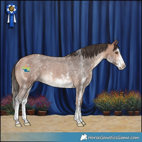 Horse Color:Bay Sabino Appaloosa Rabicano 