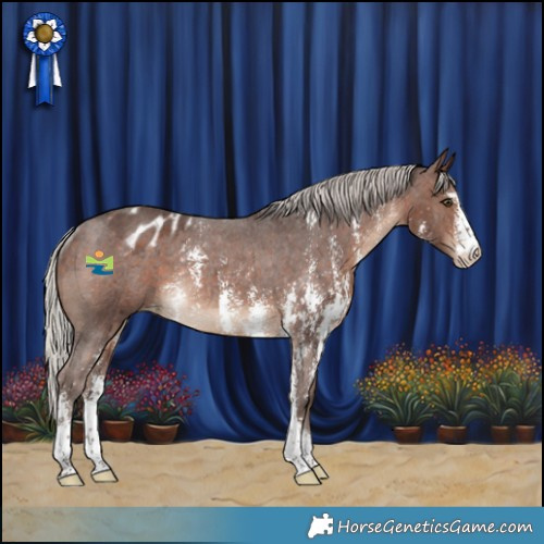 Horse Color:Silver Bay Sabino Appaloosa Rabicano