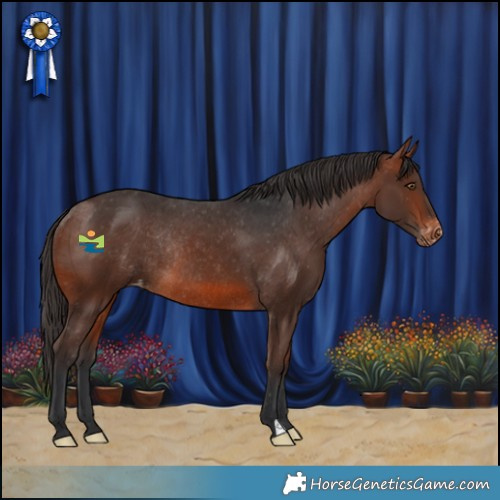 Horse Color:Brown Appaloosa Rabicano 