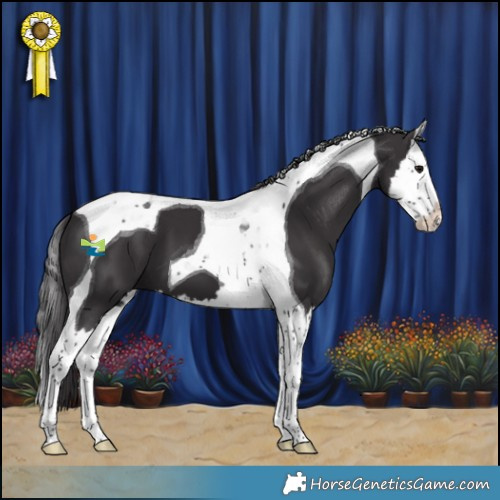 Horse Color:Smoky Black Splash Tobiano 