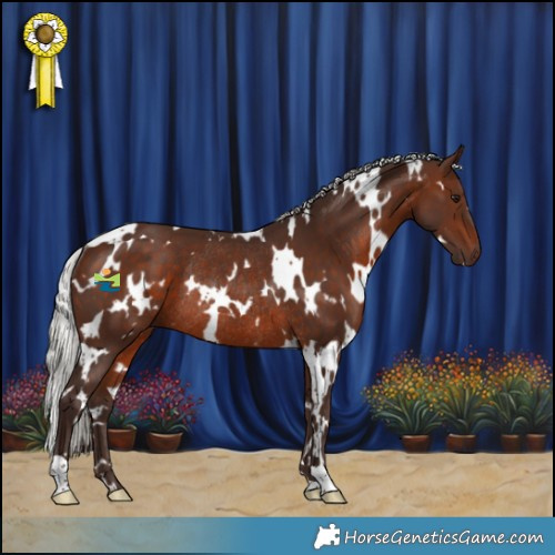 Horse Color:White Spotted Silver Brown Rabicano 