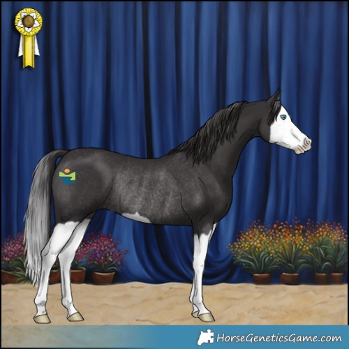 Horse Color:Smoky Black Splash Rabicano 