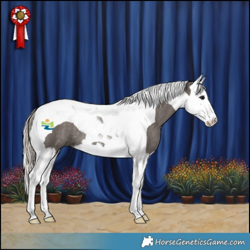 Horse Color:Silver Black Splash Tobiano Rabicano 