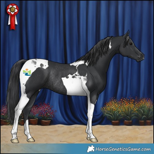 Horse Color:Black Tobiano Rabicano 