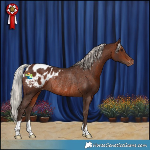 Horse Color:Silver Brown Appaloosa Rabicano 