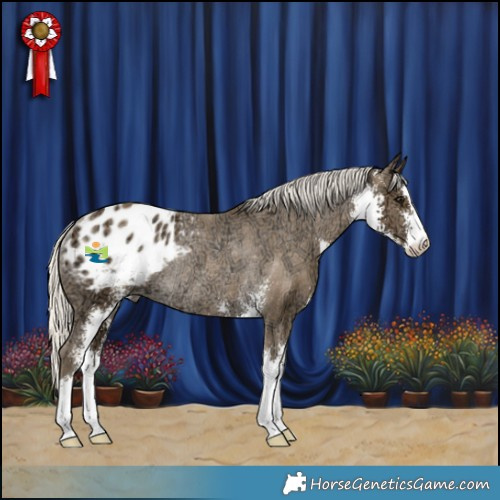 Horse Color:Silver Smoky Black Ice Sabino Appaloosa Rabicano 