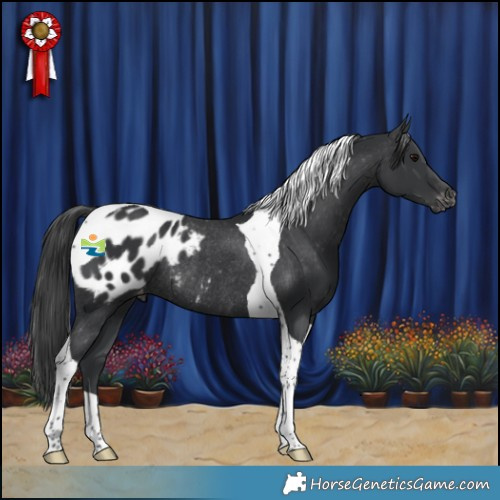 Horse Color:Black Tobiano Appaloosa Rabicano 