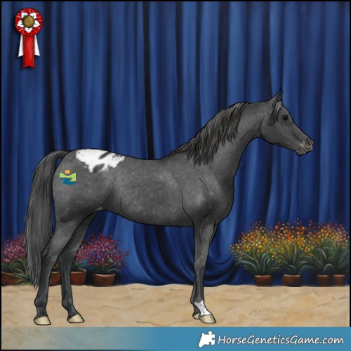 Horse Color:Black Appaloosa Rabicano 