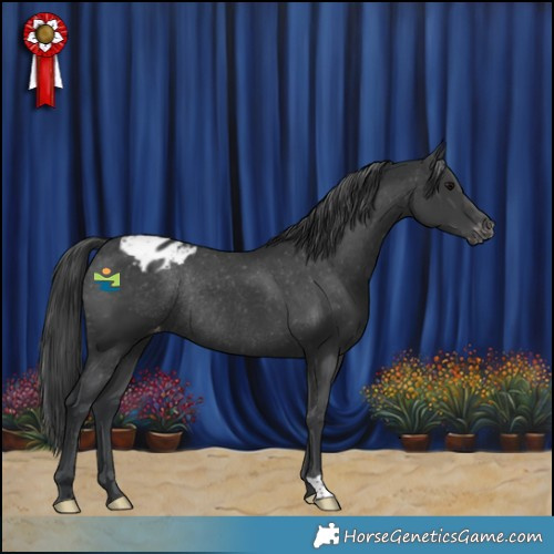Horse Color:Black Appaloosa Rabicano 