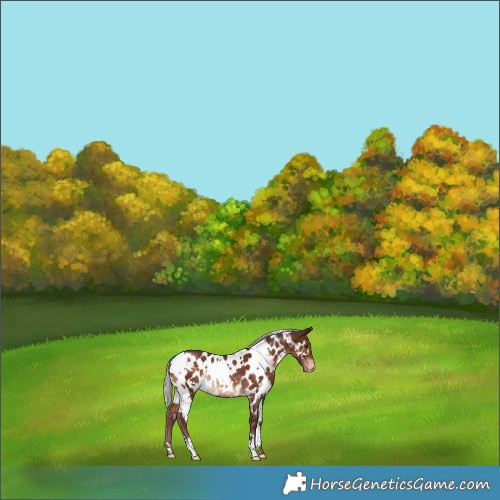 Horse Color:White Spotted Chocolate Silver Brown Appaloosa Rabicano 