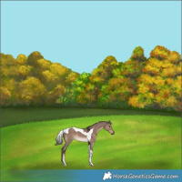 Horse Color:Liver Red Dun Mushroom Tobiano Rabicano 