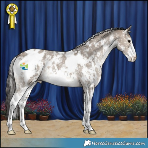 Horse Color:White Spotted Brown Dun Sabino Appaloosa 