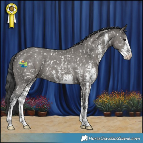 Horse Color:Grullo Sabino Appaloosa 